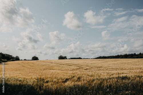 Φωτογραφία Swedish rural landscape with wheat field