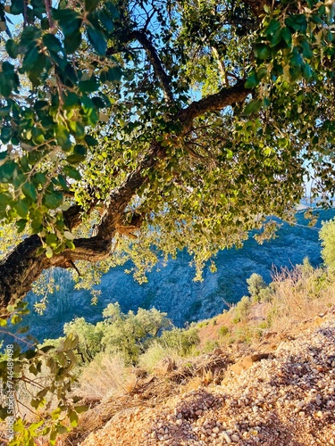 Fototapeta Naklejka Na Ścianę i Meble -  Beautiful tree on the hill, warm light, sunlight