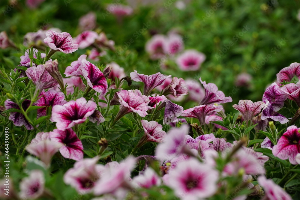 Close-up of Surfinia flowers in the garden - Petunia Close-up of Surfinia flowers in the garden - Petunia