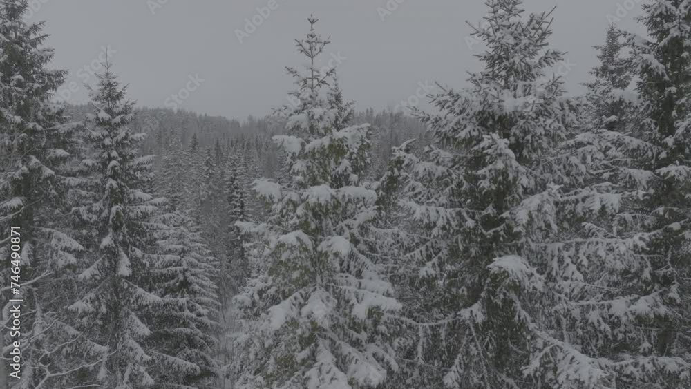 Frozen winter forest covered in ice and snow captured with drone. In original quality. 4K, DLOG, Prores HQ Frozen winter forest covered in ice and snow captured with drone. In original quality. 4K, DLOG, Prores HQ