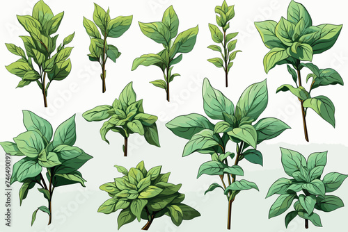 Basil. Watercolor sketch of food. Spicy Italian herbs for the kitchen. Fresh greens.