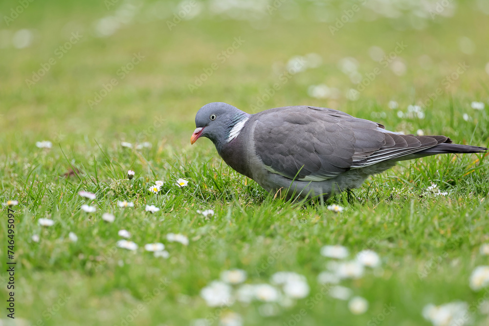 Obraz premium Common wood pigeon, Columba palumbus, searching food in the field of white daisies and fresh grass in spring season.
