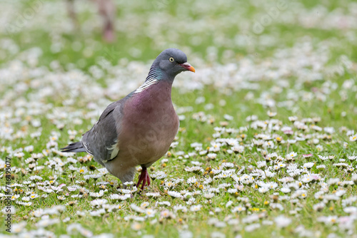 Common wood pigeon  Columba palumbus  searching food in the field of white daisies and fresh grass in spring season.