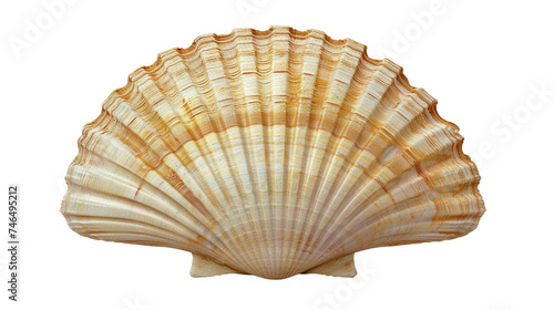 shell isolated on transparent background, generative AI.