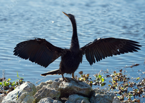 Anhinga Bird Drying up its Feathers.