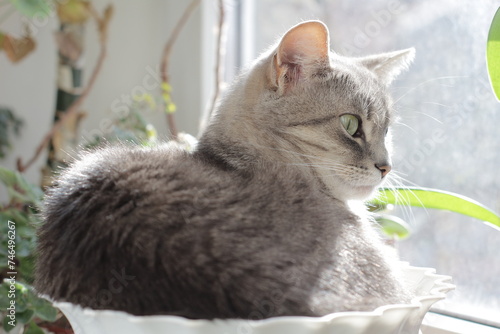 Cat in a flower pot on the windowsill