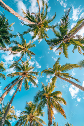 Ciel bleu et palmiers vus d'en bas, plage tropicale en été