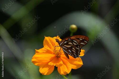 agraulis vanillae butterfly sipping nectar from a golden chrysanthemum flower with green leaves background photo