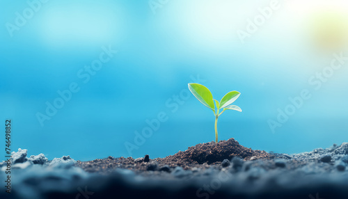 Sprout sprouted on black soil on blue background