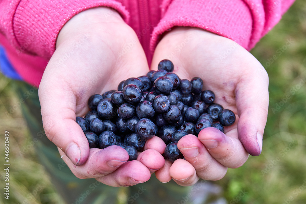 Top view of ripe and juicy blueberries in the hands of a little girl in a pink hoodie. Close-up of the hands and blueberries. Top view of ripe and juicy blueberries in the hands of a little girl in a pink hoodie. Close-up of the hands and blueberries.