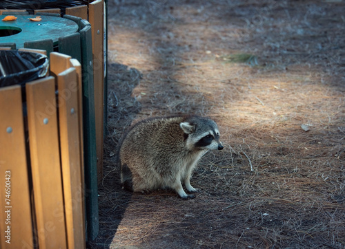Fat Racoon near the park's garbage cans