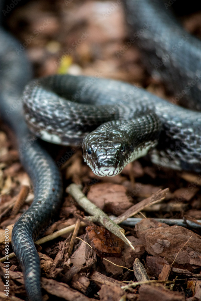 Fototapeta premium South Carolina Black Snake