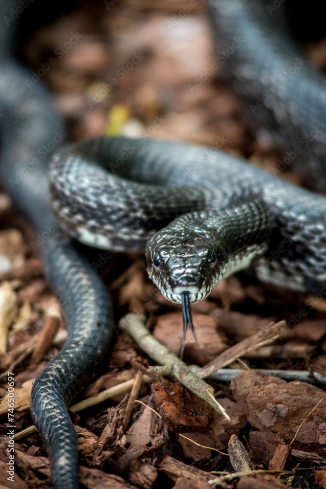 Obraz premium snake on the ground