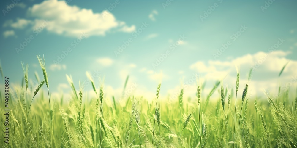 Serene wheat field under a sunny blue sky with clouds