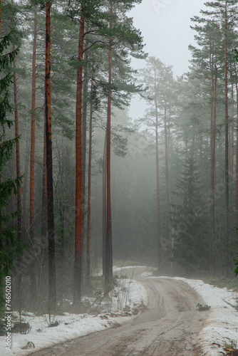 Foggy forest road in early spring with melting snow in Latvia