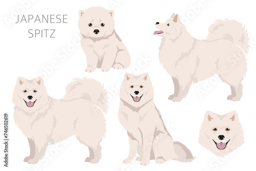 Japanese spitz clipart. Different poses, coat colors set