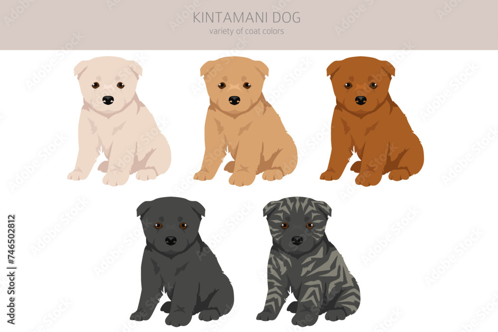 Kintamani Bali dog puppy clipart. Different coat colors set