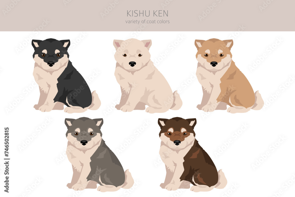 Kishu Ken puppy clipart. Different poses, coat colors set