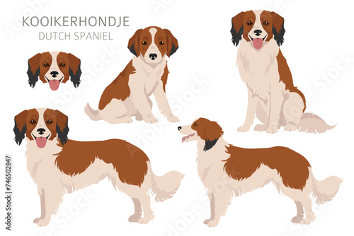 Kooikerhondje clipart. Different poses, coat colors set