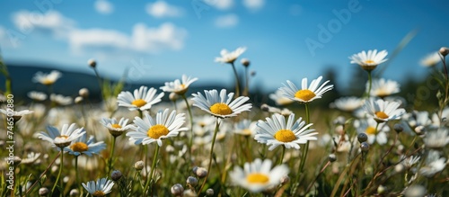 Daisies in a sunny spring meadow. Nature background concept