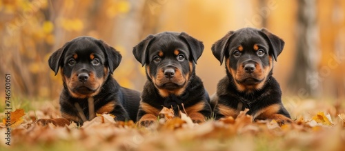 Three black and brown dogs are laying on top of a bed of colorful autumn leaves  enjoying the cool weather and peaceful surroundings. The dogs appear relaxed and content in their natural environment.