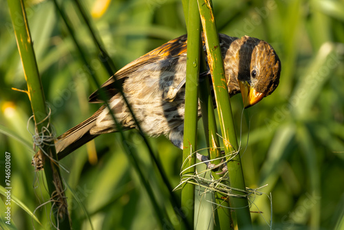 Bilde på lerret Flying Thick-billed weaver (Dikbekwewer) (Amblypspiza albifrons) in a Pretoria g