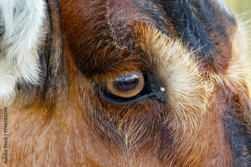 Close up of a Red Hartebeest (Rooihartbees) (Alcelaphus Buselaphus Caama), in Rietvlei Nature reserve, Pretoria, Gauteng, South Africa