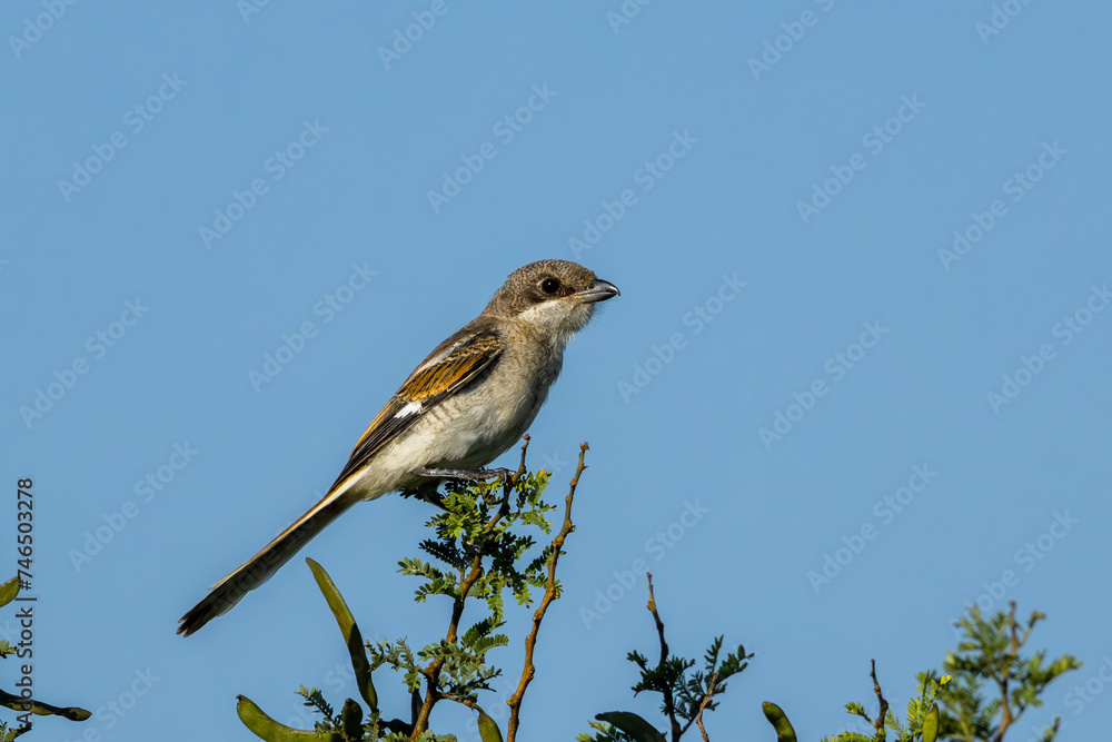 A teenager Southern Fiscal (Fiskaallaksman) (Lanius Colllaris) in Rietvlei Nature Reserve, Pretoria, Gauteng, South Africa A teenager Southern Fiscal (Fiskaallaksman) (Lanius Colllaris) in Rietvlei Nature Reserve, Pretoria, Gauteng, South Africa