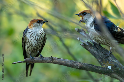 A Greater Striped Swallow chick (Grootstreepswael) (Cecropis cucullata) demands breakfast, and make it snappy! In Rietvlei Nature reserve, Pretoria, Gauteng, South Africa photo