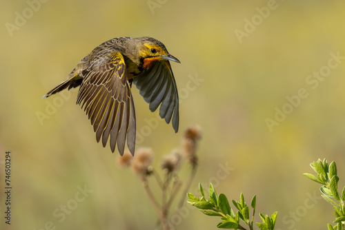 This Cape Longclaw (Oranjekeelkalkoentjie) (Macronyx capensis) boasts a beautiful orange throat and yellow body colourings), in Rietvlei Nature reserve, Pretoria, Gauteng, South Africa photo