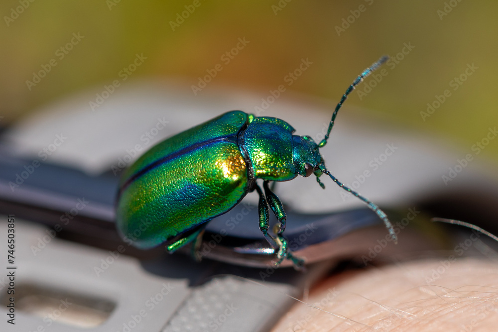 Fototapeta premium Leaf beetle on a wristband