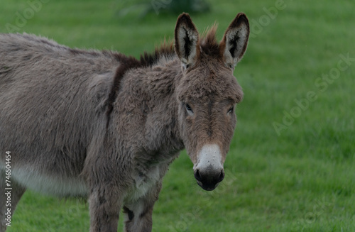 young donkeys grazing in the countryside of Nuoro in central Sardinia