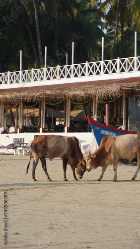 Cows in the beach Goa India 