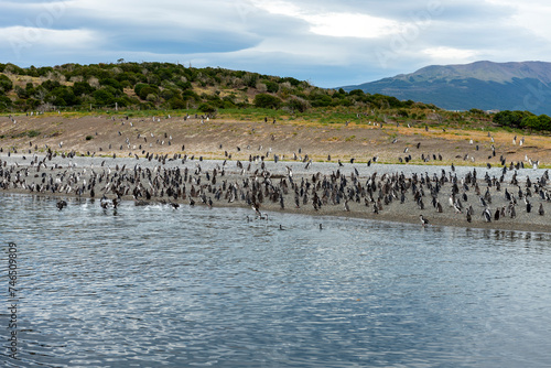 penguins in their wild and free habitat in the penguin colony in ushuaia argentina on the beagle channel