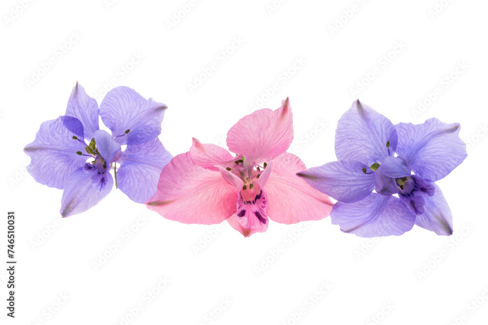 Obraz premium delphinium flower isolated