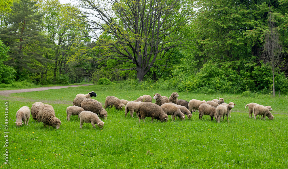 Obraz premium sheep grazing