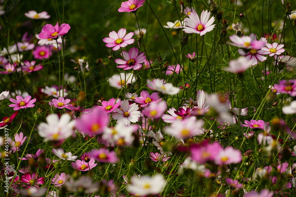 Close-up of Cosmos bipinnatus flower in the garden Close-up of Cosmos bipinnatus flower in the garden