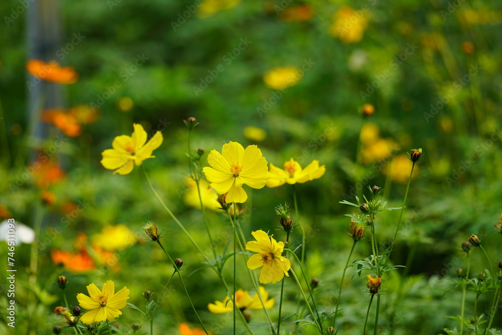 Close-up of Cosmos bipinnatus flower in the garden Close-up of Cosmos bipinnatus flower in the garden