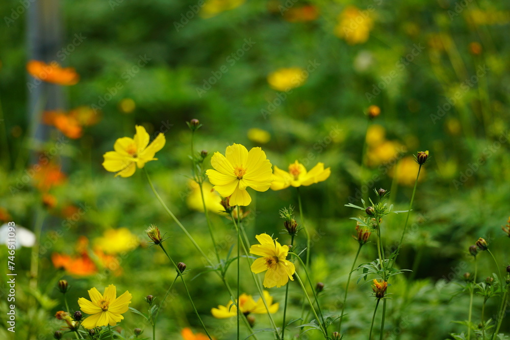 Close-up of Cosmos bipinnatus flower in the garden