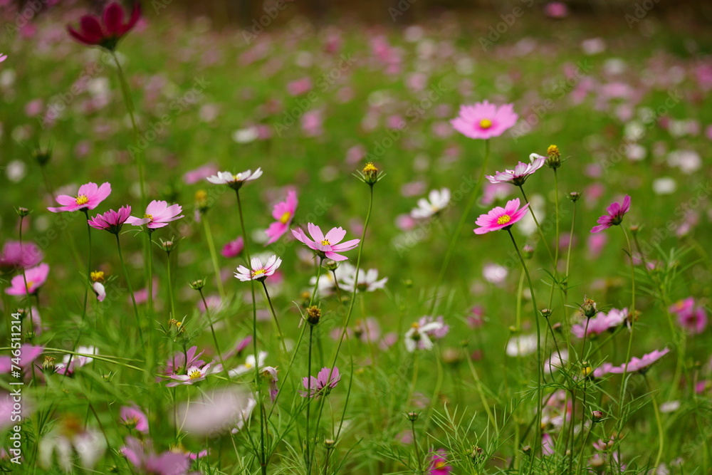 Obraz premium Close-up of Cosmos bipinnatus flower in the garden