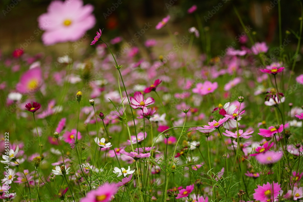 Close-up of Cosmos bipinnatus flower in the garden Close-up of Cosmos bipinnatus flower in the garden