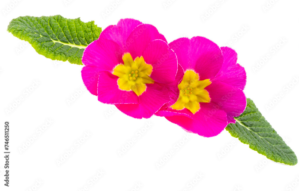 pink primrose isolated pink primrose isolated