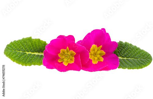 pink primrose isolated