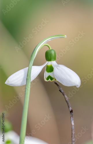 snowdrops bloomed