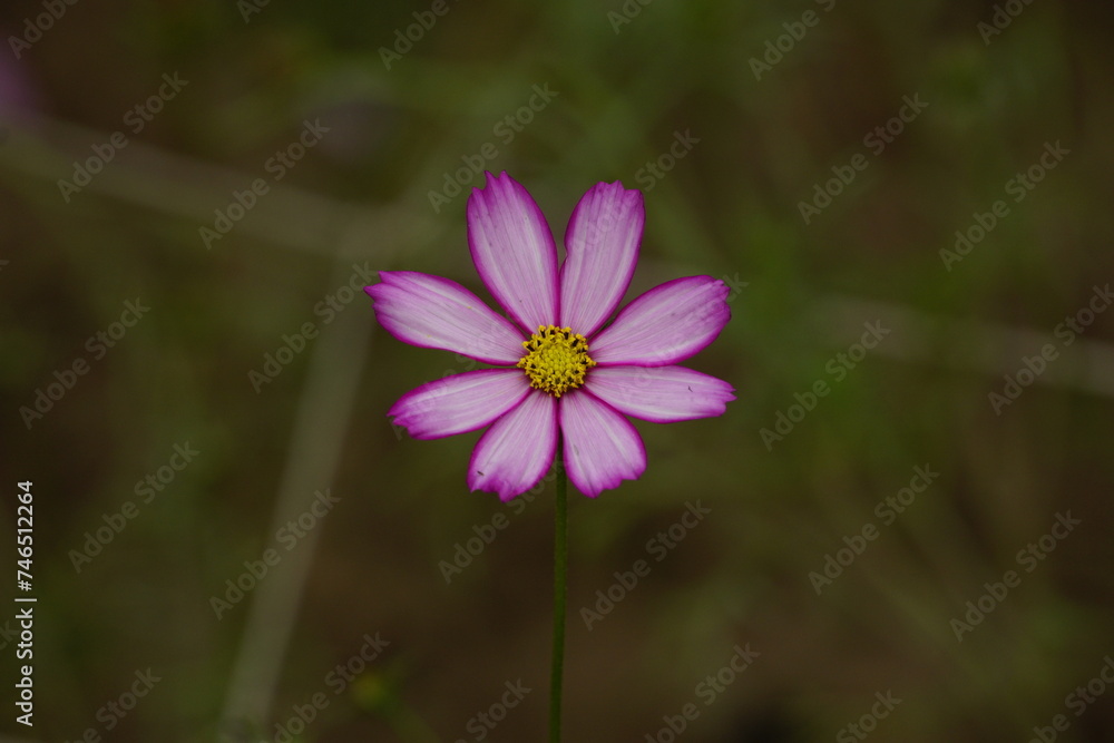 Close-up of Cosmos bipinnatus flower in the garden Close-up of Cosmos bipinnatus flower in the garden