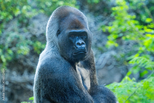 big gorilla