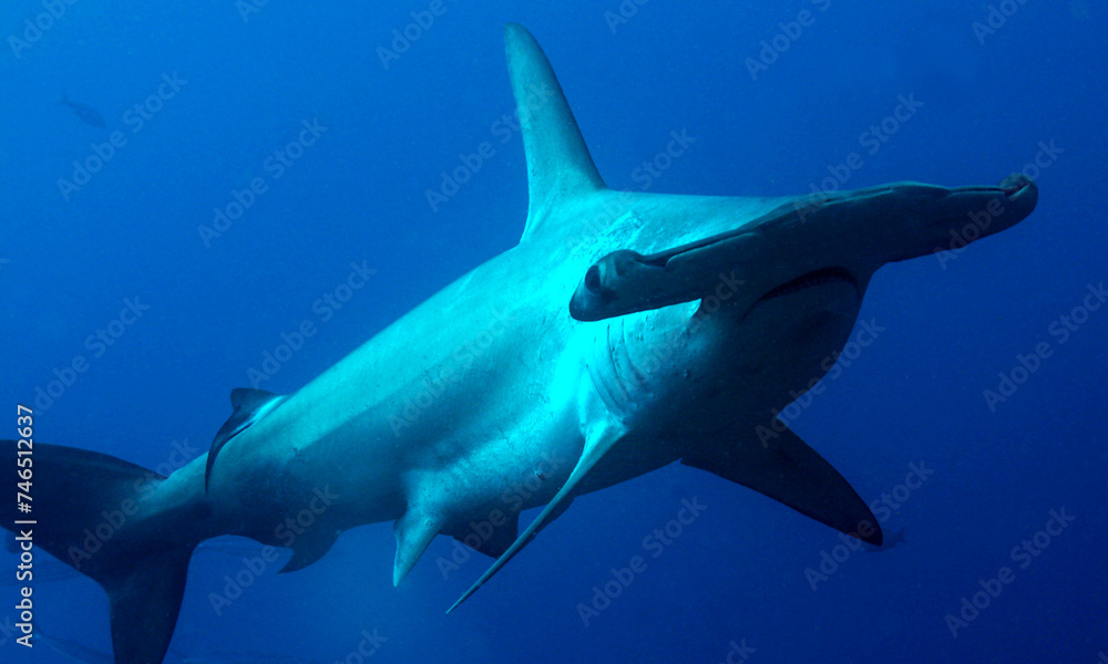 Fototapeta premium Scalloped Hammerhead Silouette, Spyrna lewini, Darwin and Wolf Islands, Galápagos Islands, Galápagos National Park, UNESCO World Heritage Site, Pacific Ocean, Ecuador, America