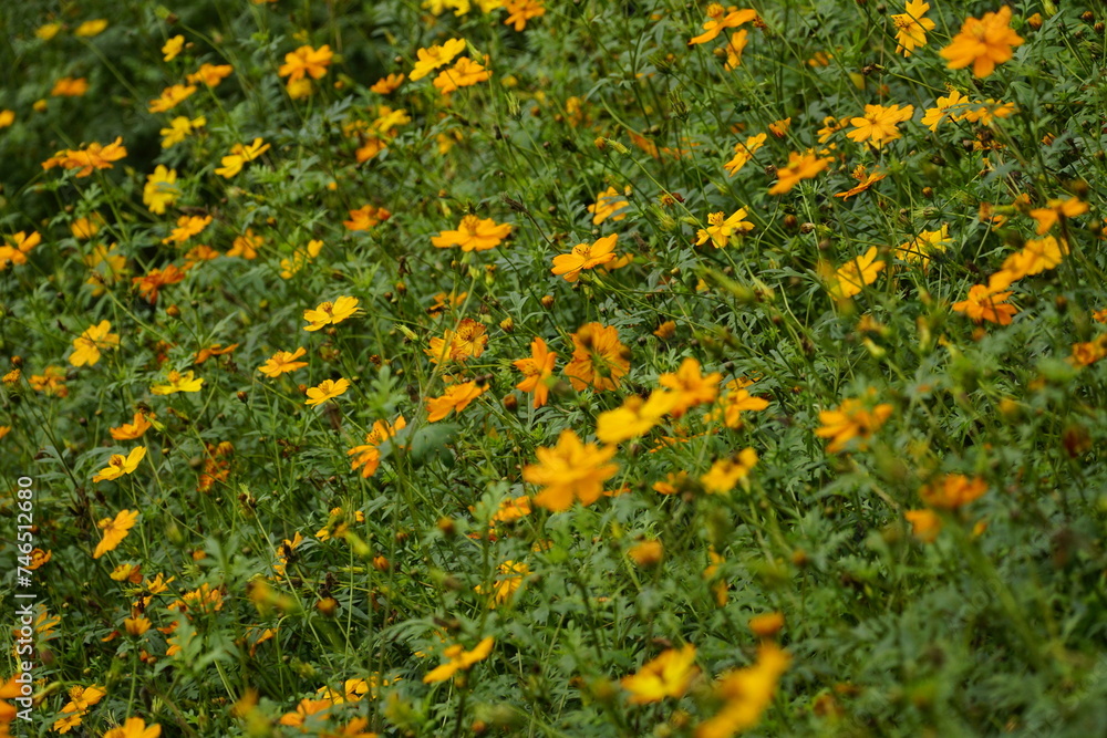 Close-up of Cosmos bipinnatus flower in the garden