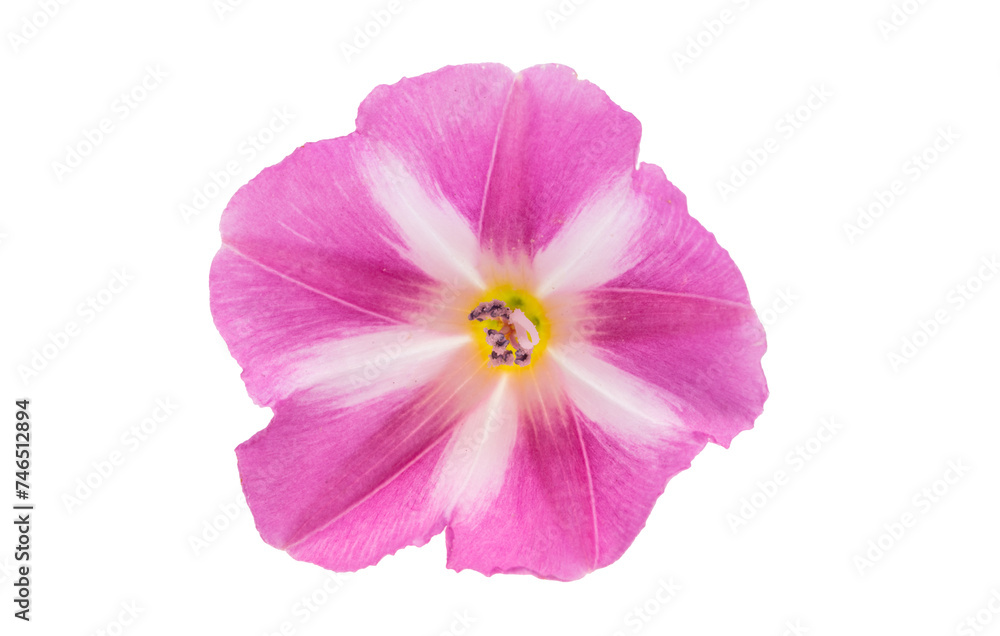 field bindweed flowers isolated