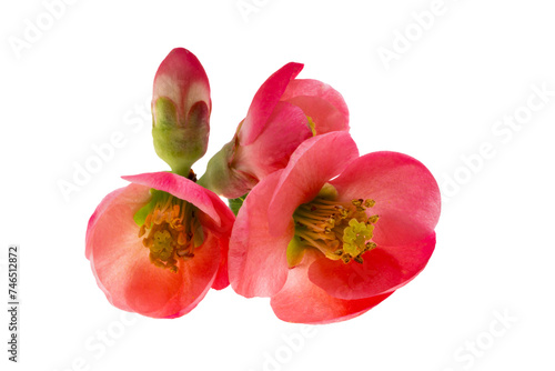 Chinese quince flowers